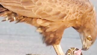 The eagle tears apart and eats a snake that is still alive.