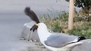 A seagull swallowed a squirrel