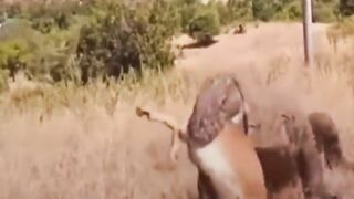 Komodo dragon swallowed an antelope