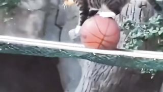 The Cats