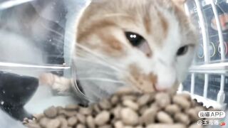 Mr. Big Bite ????: The Hungry Cat