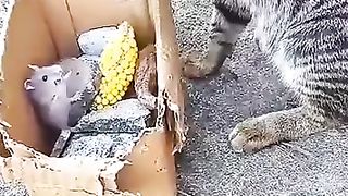 sometimes friend sometimes enemy