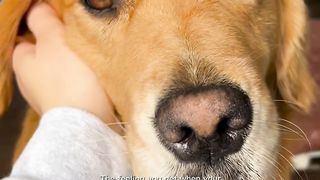 Dogy love