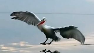 The pelican is landing.