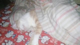 Why is this a cat