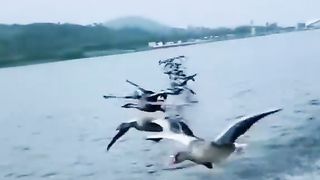 Ducks fly beautifully behind the boat