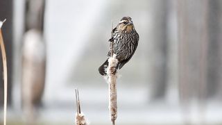 Singing of Birds