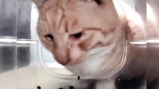 Mr fresh is sick ????
