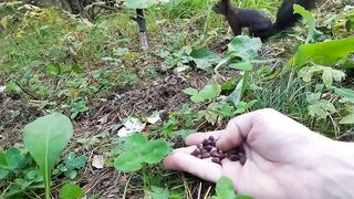 Белочка сломалась_Squirrel broke_リスが壊れた_Wiewiórka się zepsuła.