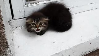 Very angry kitten Очень злой котенок.