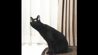 Cat listening to classical music