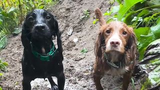 What a cute dogs