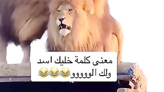 Check lion love