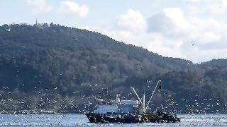 What is a ship with many birds in a sea?