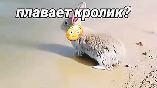Watching a rabbit swim
