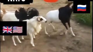 NATO vs putin