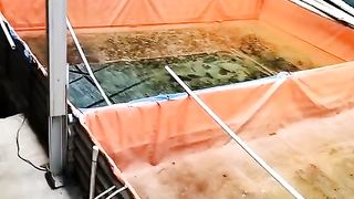 pH air 6, padahal sudah diberi Em4, ikan lele KEMBUNG dan banyak MATI❗Mohon penjelasannya