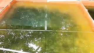 Sulap air hujan jadi layak digunakan untuk pembenihan ikan lele, air kolam Hijau, larva lele sehat, tumbuh cepat