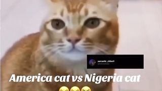 cat america vs nigeria cat