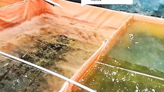 Agar ikan lele RAKUS makan bagaimana kang❓Simak tips dari saya, semoga bermanfaat