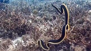 A ribbon moray eel.