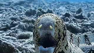 Moray eel
