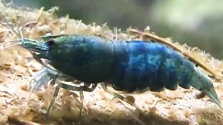 Deep blue BLUE BOLT shrimp