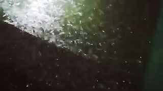 Habis hujan ikan lele malah makin RAKUS makan, jika ikan lele kalian loyo abis hujan, bisa jadi kualitas bibinya