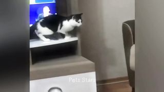 Paws and Play: Hilarious Cat Antics Compilation !
