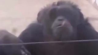 Puffin on Zooties