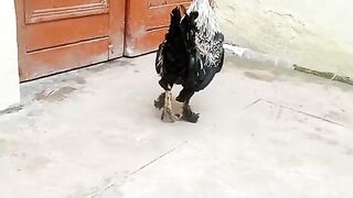 Importance of a chicken
