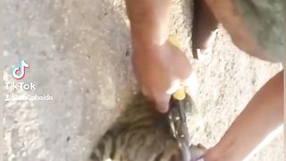 Help a cat whose head got stuck in a pickle can