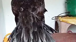 Short beak and long tail
