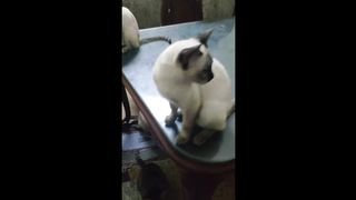 Homies Cats Compilation that'll Melt Your Heart! " Purr-fectly Cute & Entertaining"
