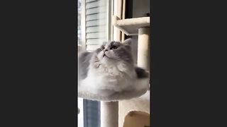Funny animals moments Realy crazy cats ????????????????