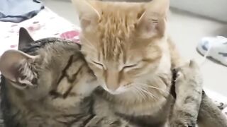 القط فرماوي عايز ياكل ممبار #اضحك_من_قلبك