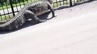Giant alligator bends metal fence while forcing its way through