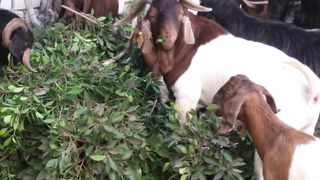 Entertainment and pets#goat#virall#funny