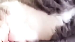 The End????You can't Stop Laughing????????????Funny Cats and Dogs Shorts Video compilation????