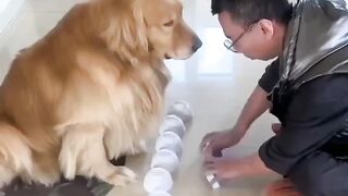 Funny animals