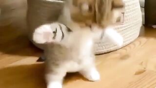 The Cat ????????