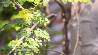 Shocking Health Benefits of Moringa You Never Knew - Including Weight Loss!