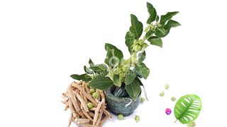 Unleash the Power of Ashwagandha: Your Natural Stress-Buster