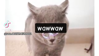 Cat star