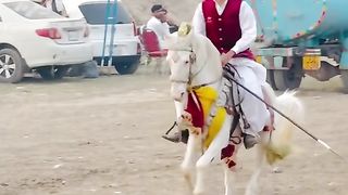 #foryou#febspotvedio #Foryoupage #trending #horselover #horse #500k #fyp #1M #impres.28 #foryou#treding#horses@vedios #