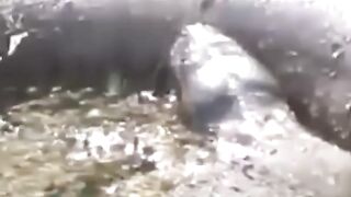 Biggest snake in the world
