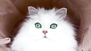 The cat