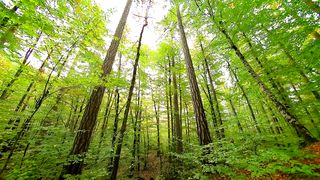 Forest floor with fish eye camera