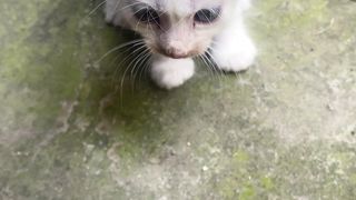 White kittens garden