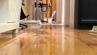 Cute Cats & Funny Cats